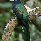 Trogon à queue blanche