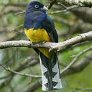 Trogon à queue blanche