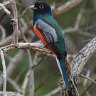 Trogon couroucou