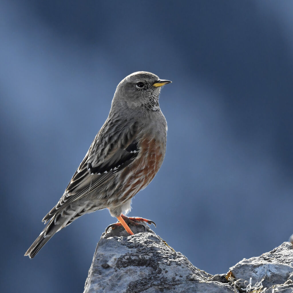 Accenteur alpinadulte, identification