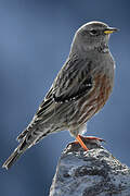 Alpine Accentor