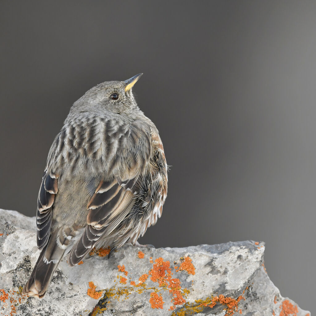 Accenteur alpinadulte, identification