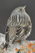 Alpine Accentor