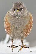Alpine Accentor