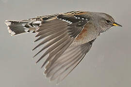 Alpine Accentor