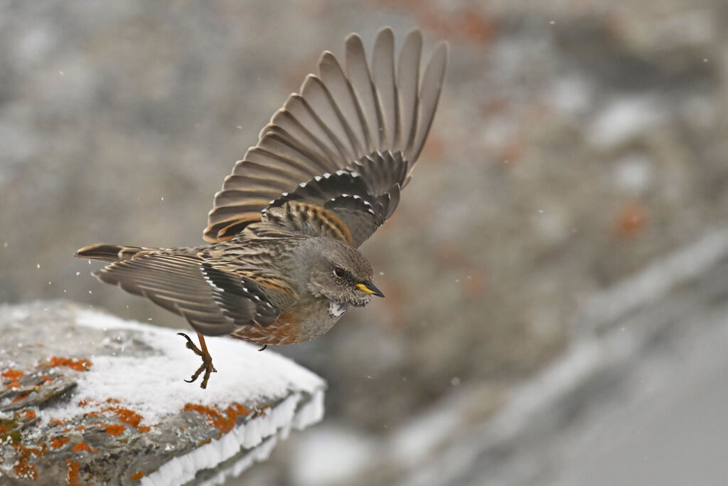 Accenteur alpinadulte, Vol