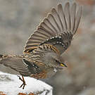 Accenteur alpin