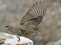 Accenteur alpin