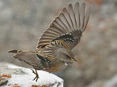 Alpine Accentor