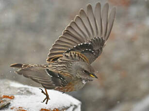 Accenteur alpin