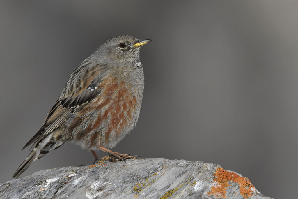 Accenteur alpinadulte, identification