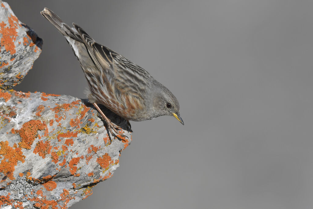 Accenteur alpinadulte, identification