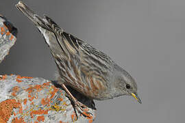 Alpine Accentor