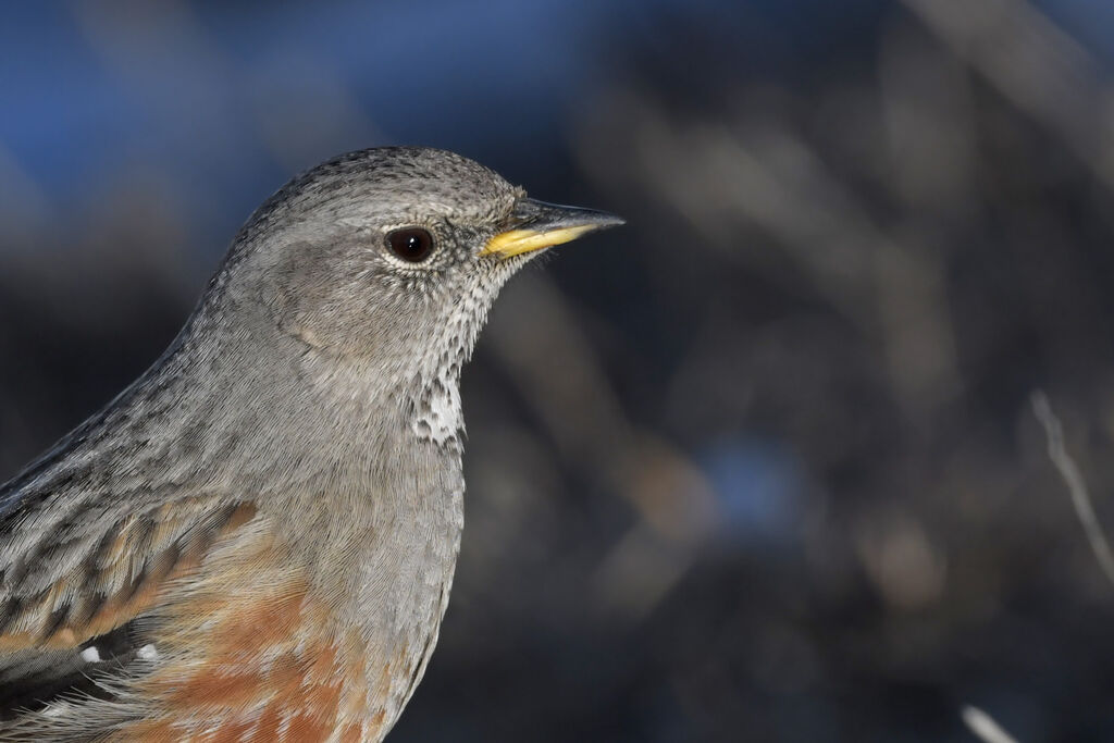 Alpine Accentoradult, close-up portrait