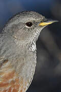 Alpine Accentor