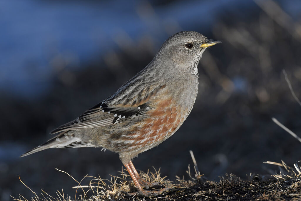 Alpine Accentoradult, identification