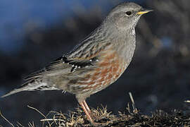 Alpine Accentor