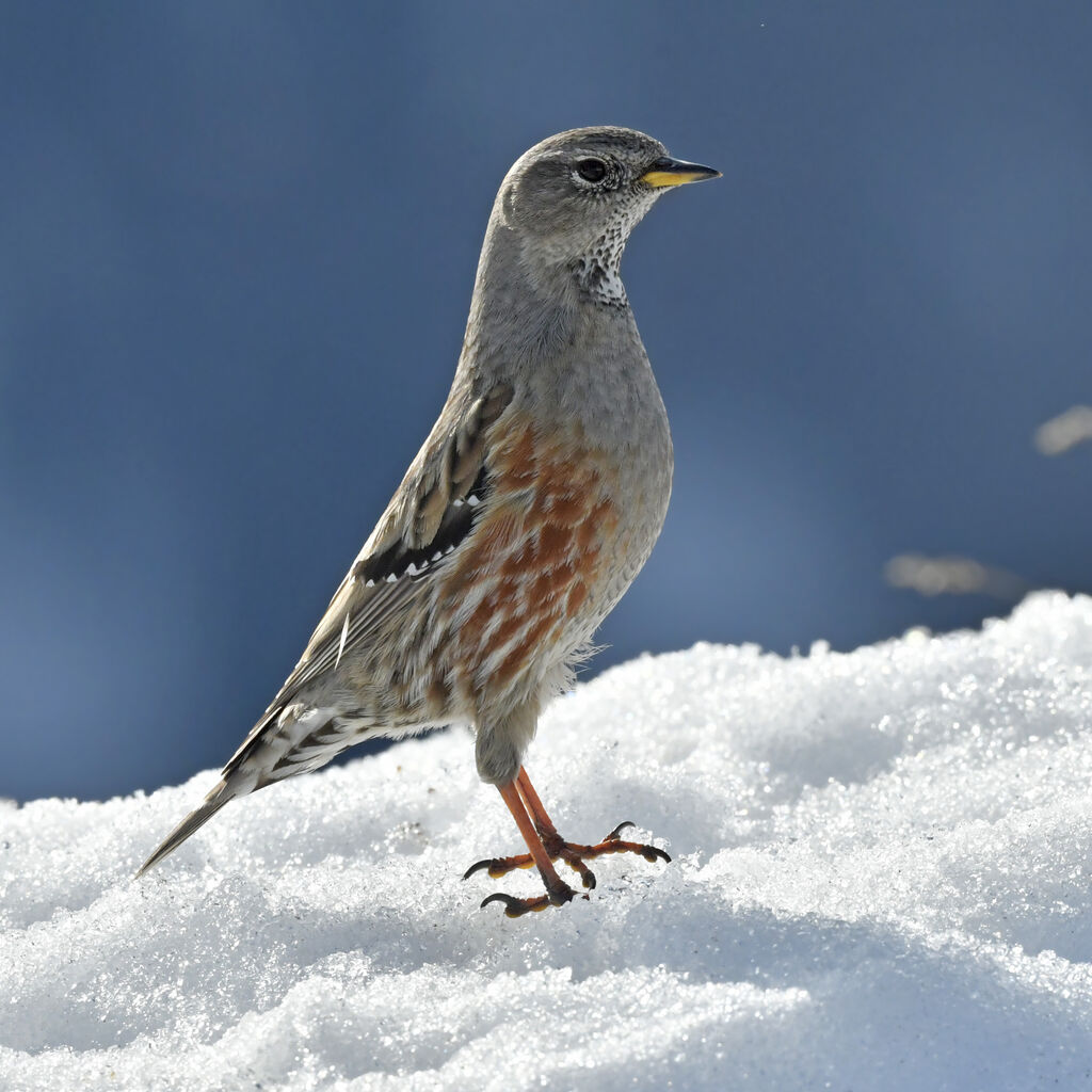 Alpine Accentoradult, identification