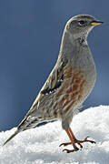 Alpine Accentor