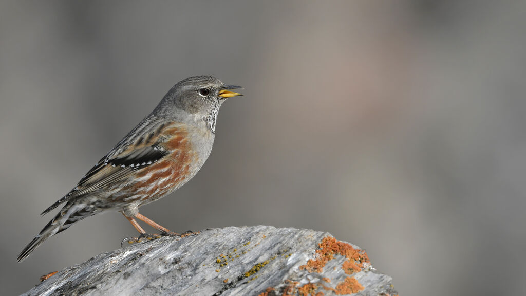 Accenteur alpinadulte, identification, chant