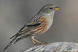 Alpine Accentor