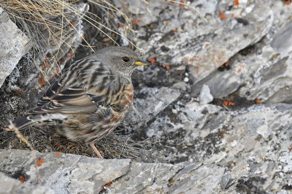 Alpine Accentoradult, camouflage