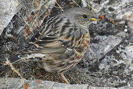 Alpine Accentor