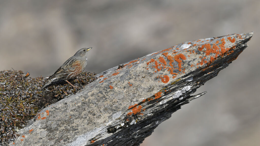 Accenteur alpinadulte, habitat