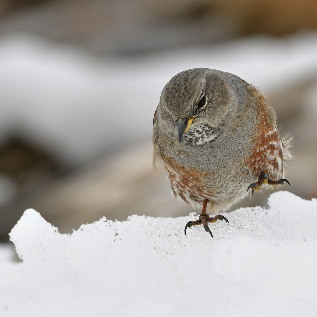 Accenteur alpinadulte, identification