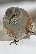 Alpine Accentor