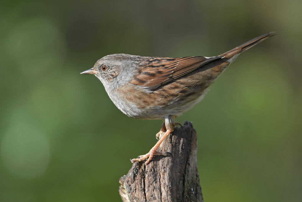 Dunnockadult, identification