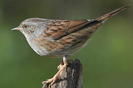 Dunnock