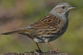 Dunnock