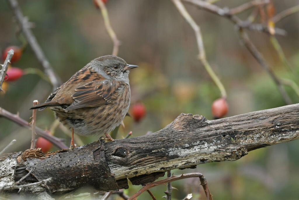 Accenteur mouchetadulte, identification