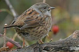 Dunnock