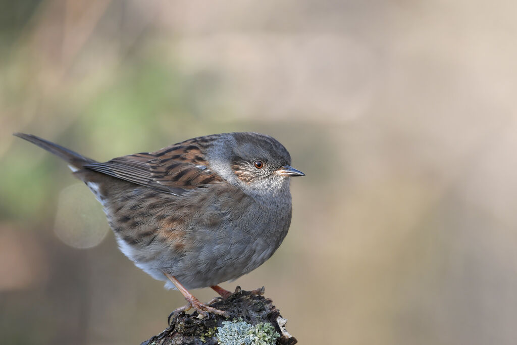 Dunnockadult, identification