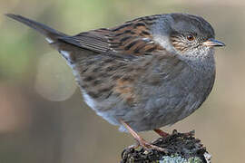 Dunnock