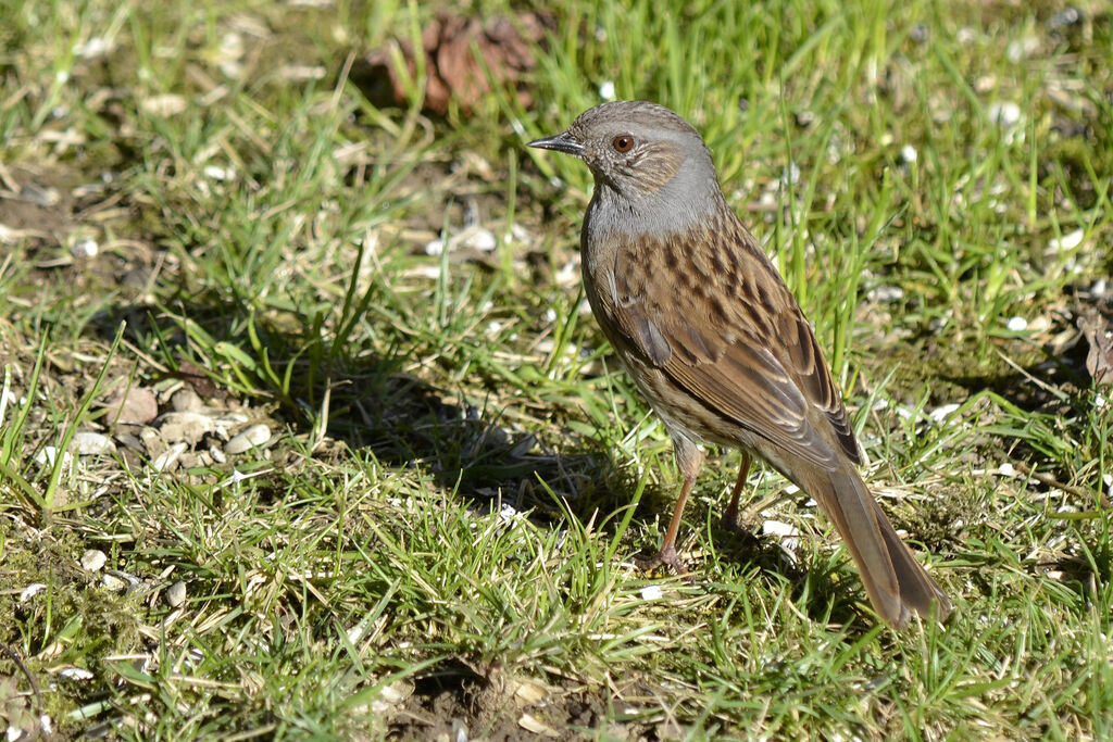 Accenteur mouchet, identification