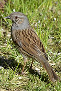 Dunnock