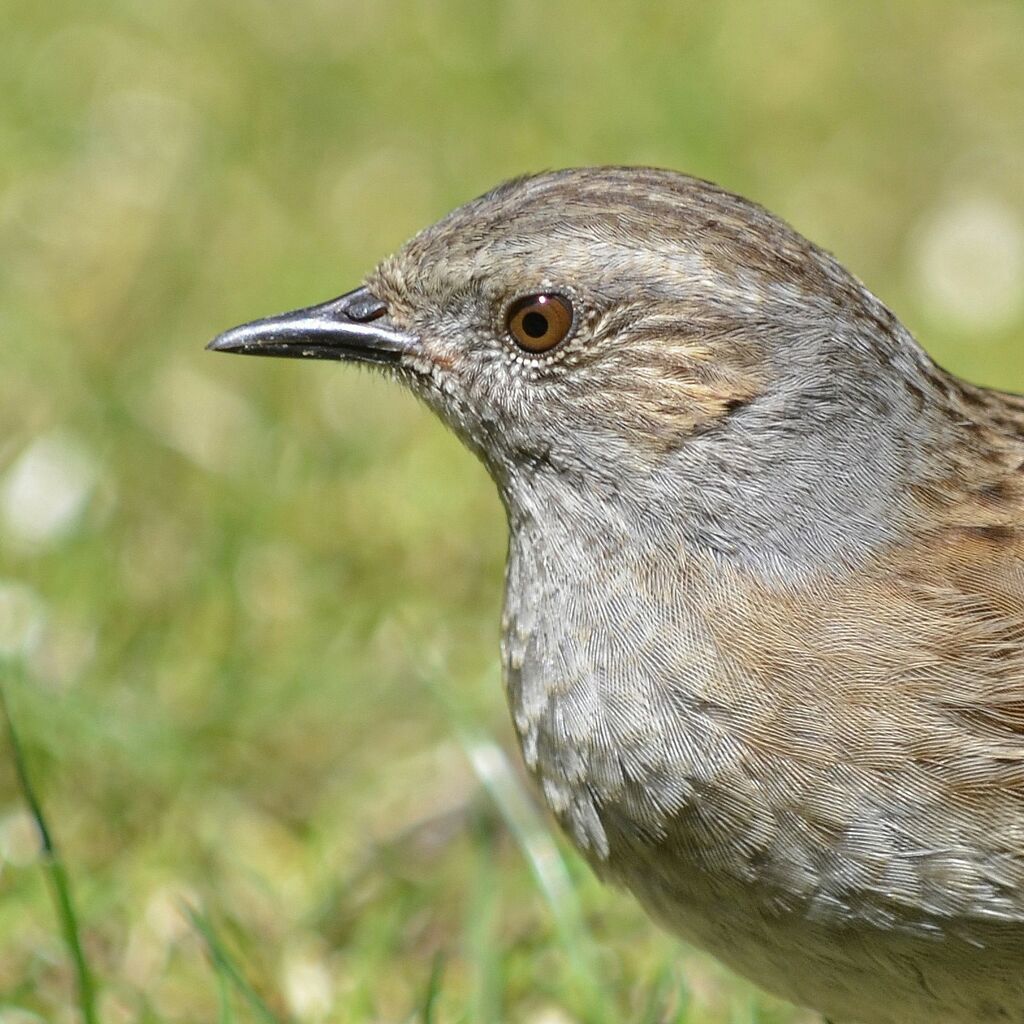 Accenteur mouchetadulte, identification