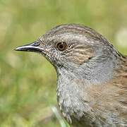 Dunnock