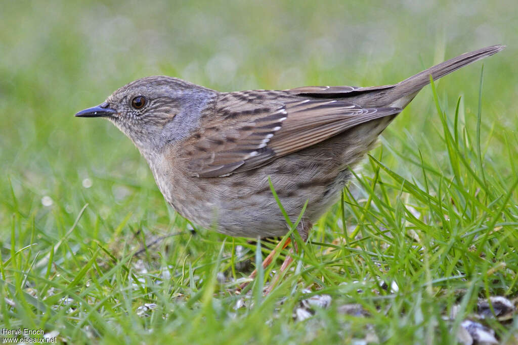 Accenteur mouchetadulte, identification