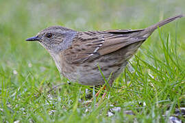 Dunnock