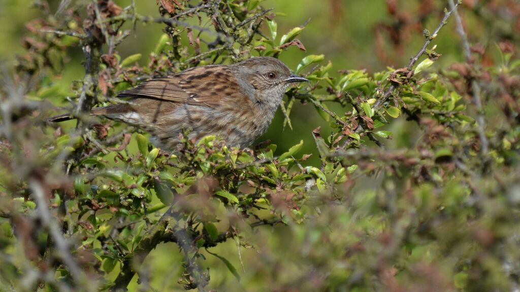 Accenteur mouchetadulte, identification