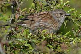 Dunnock