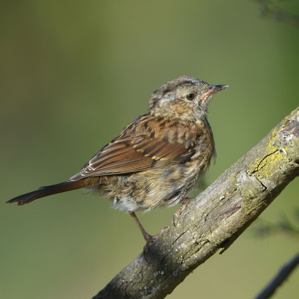 Dunnockjuvenile, identification