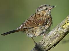 Dunnock