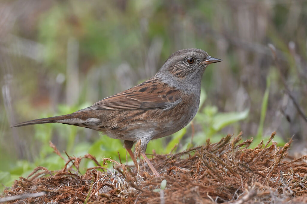 Accenteur mouchetadulte, identification