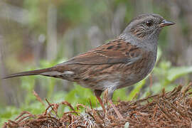 Dunnock