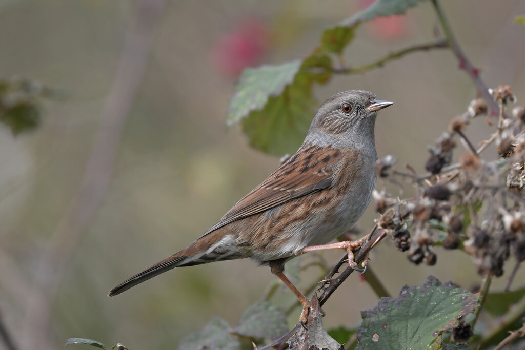 Dunnockadult, identification